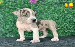 American Bully dogs for sale: Rocky - Image 6