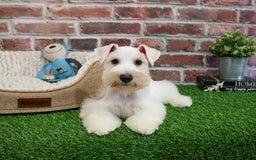 Miniature Schnauzer dogs for sale: Miniature Schnauzer 6 puppies - Image 7