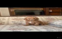 Toy Poodle dogs for sale: Girl - Image 4