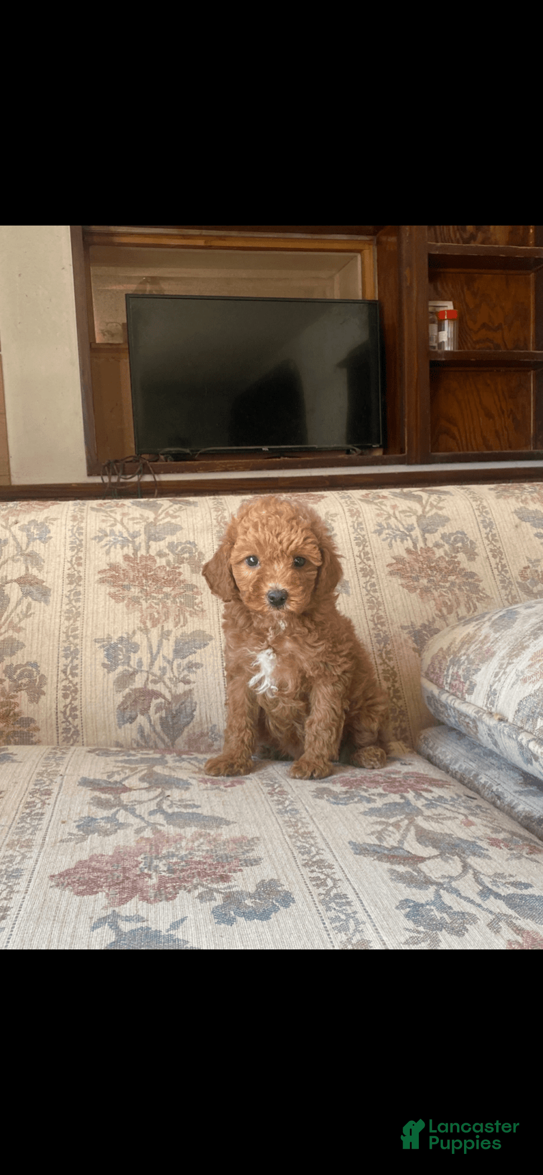 Toy Poodle dogs for sale: Girl - Image 4