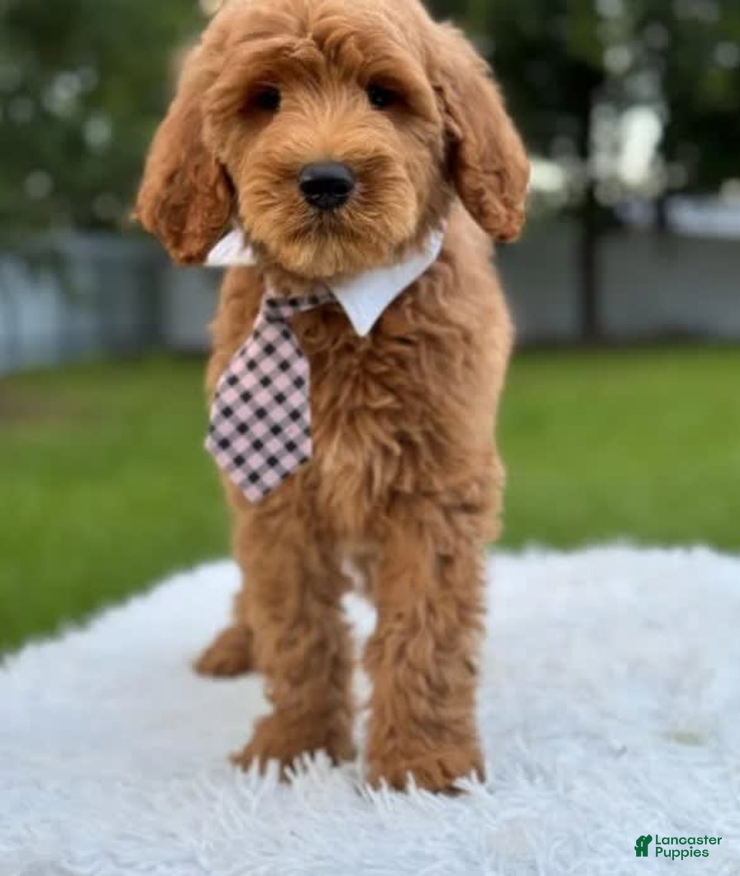 Goldendoodle dogs for sale: Max - Image 6