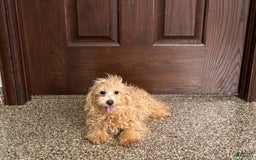 Coton De Tulear dogs for sale: Corrie - Image 15