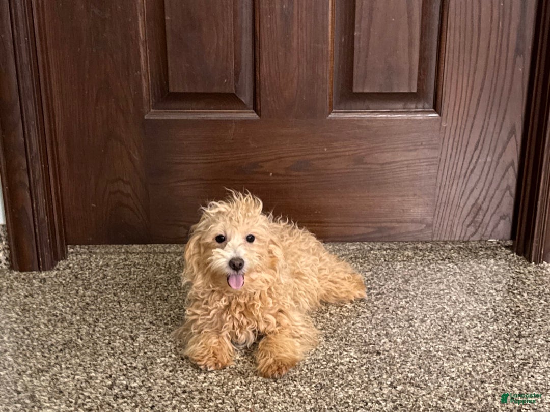 Coton De Tulear dogs for sale: Corrie - Image 15