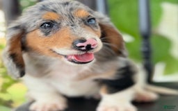 Miniature Dachshund dogs for sale: Miniature Dachshund 7 puppies - Image 15