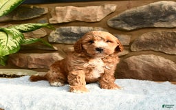 Labradoodle dogs for sale: Larry - Image 1