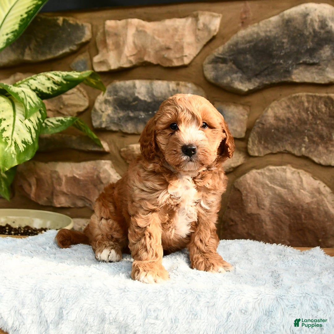 Labradoodle dogs for sale: Larry - Image 1