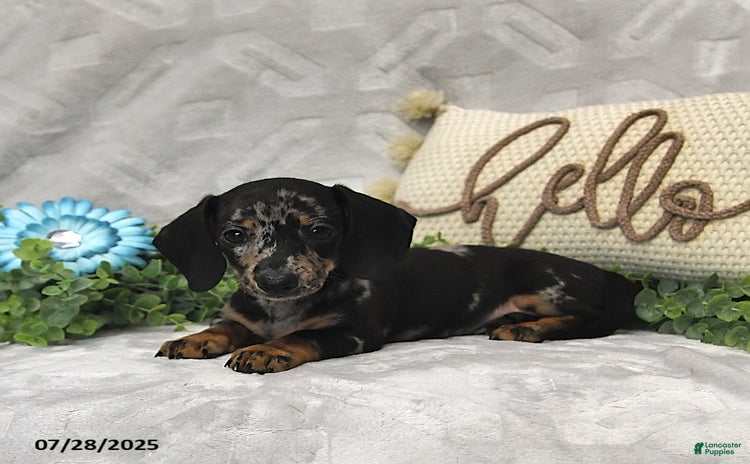 Miniature Dachshund dogs for sale - Ad 4