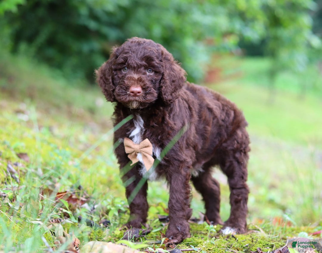 Goldendoodle dogs for sale: Baylor - Image 3