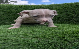 American Bully dogs for sale: Green Girl - Image 7