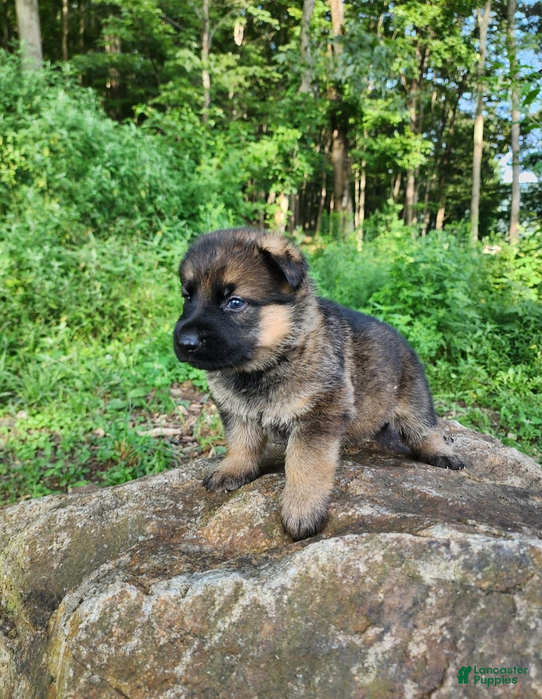 German Shepherd dogs for sale: Kaja - Image 18