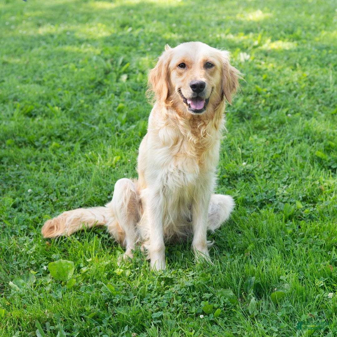 Golden Retriever dogs for sale: Hazel - Image 10