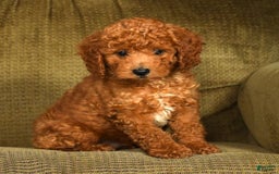Mini Goldendoodle dogs for sale: Roger - Image 8