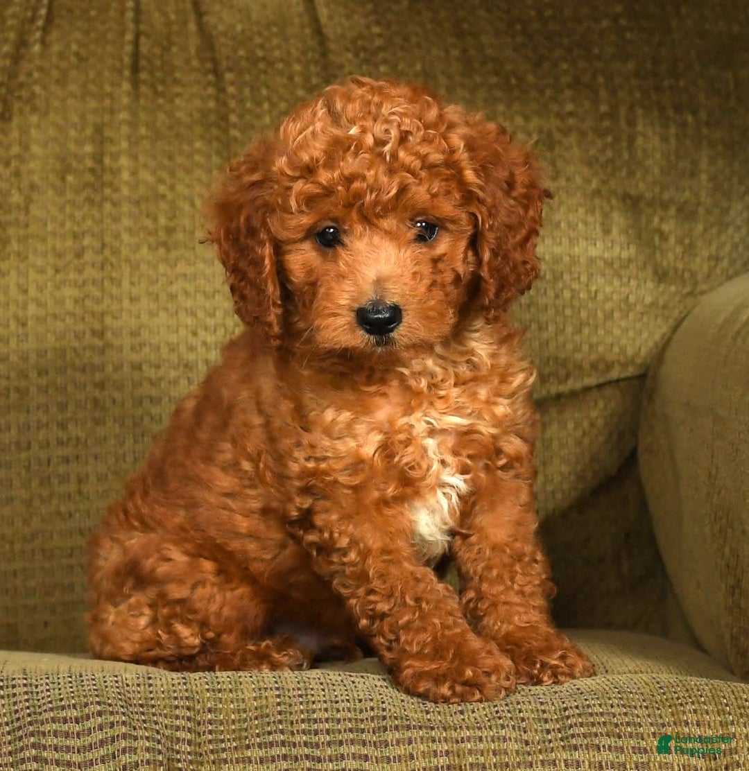 Mini Goldendoodle dogs for sale: Roger - Image 8