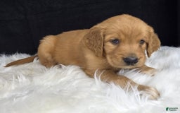 Goldendoodle dogs for sale: Raine - Image 13