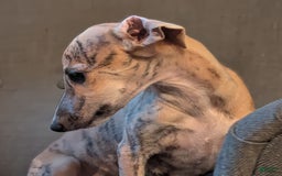Whippet dogs for sale: Millie - Image 7