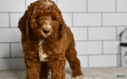 Mini Goldendoodle dogs for sale: Stacie - Image 2