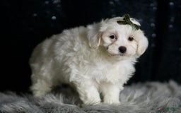 Maltipoo dogs for sale: Atticus - Image 3