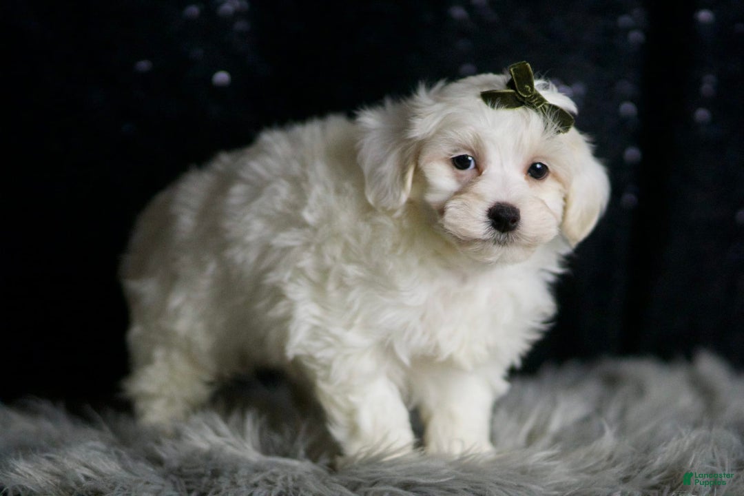 Maltipoo dogs for sale: Atticus - Image 3