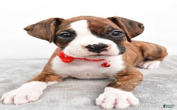 Boxer dogs for sale: Ripley - Image 2