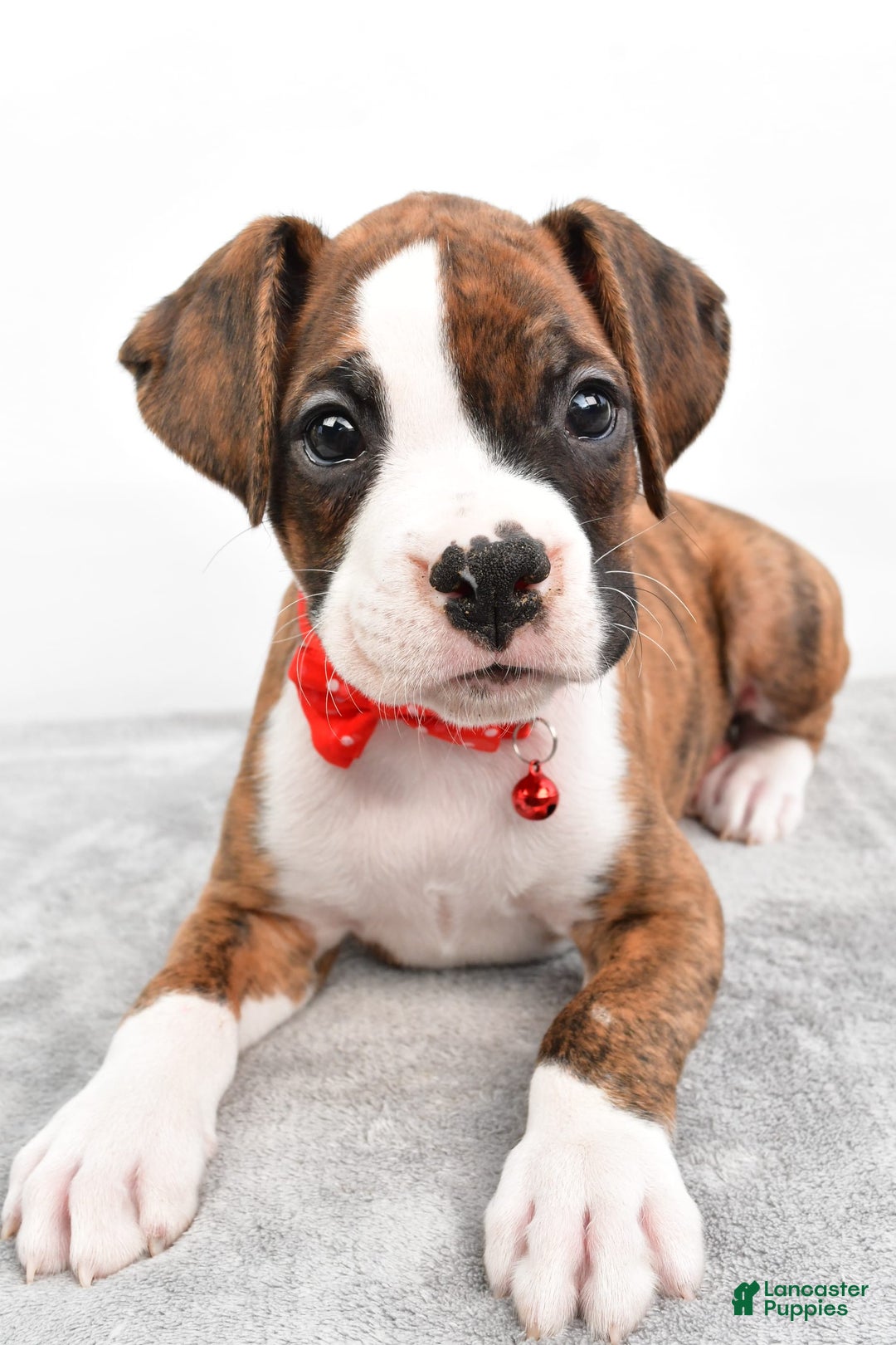 Boxer dogs for sale: Ripley - Image 2