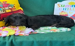Dachshund dogs for sale: Zorro - Image 3