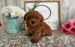 Toy Poodle dogs for sale: Grace - Image 3