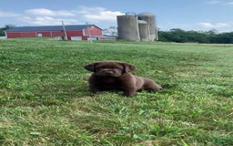 Labrador Retriever dogs for sale: Gunner - Image 5