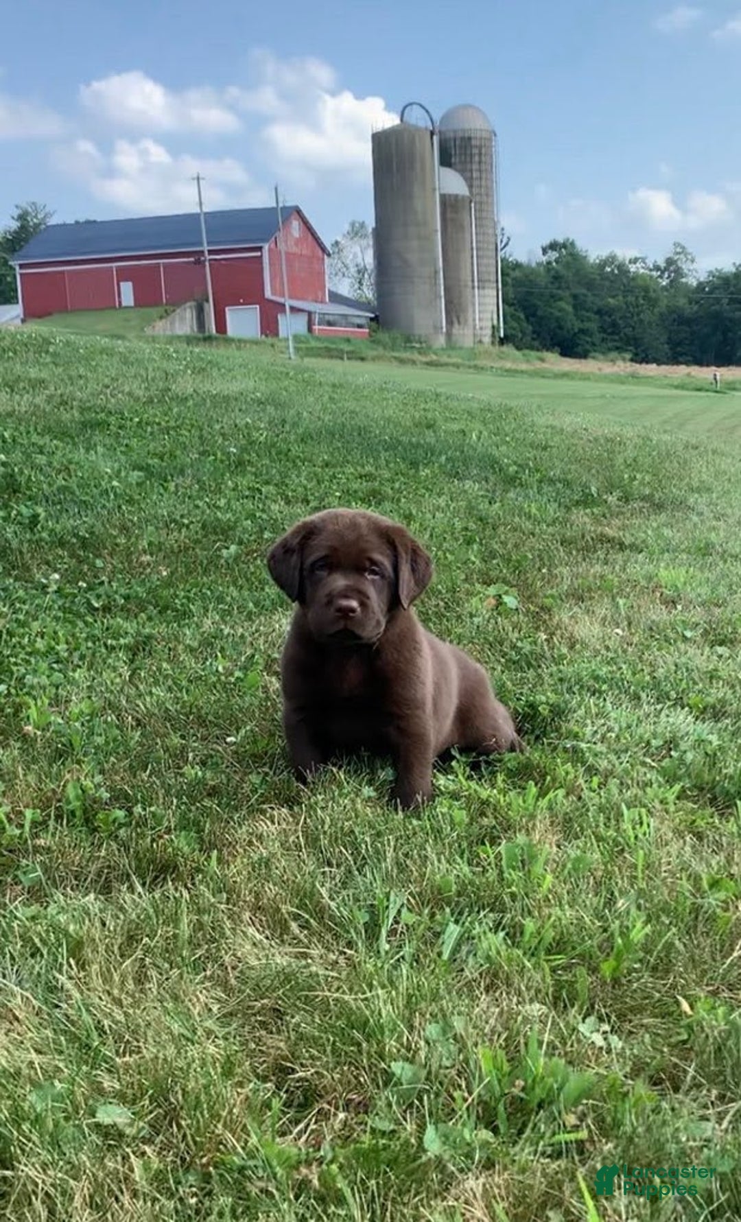 Labrador Retriever dogs for sale: Gunner - Image 5