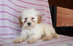 Cockapoo dogs for sale: Lily - Image 1