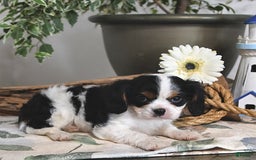Cavalier King Charles Spaniel dogs for sale: Jace - Image 7