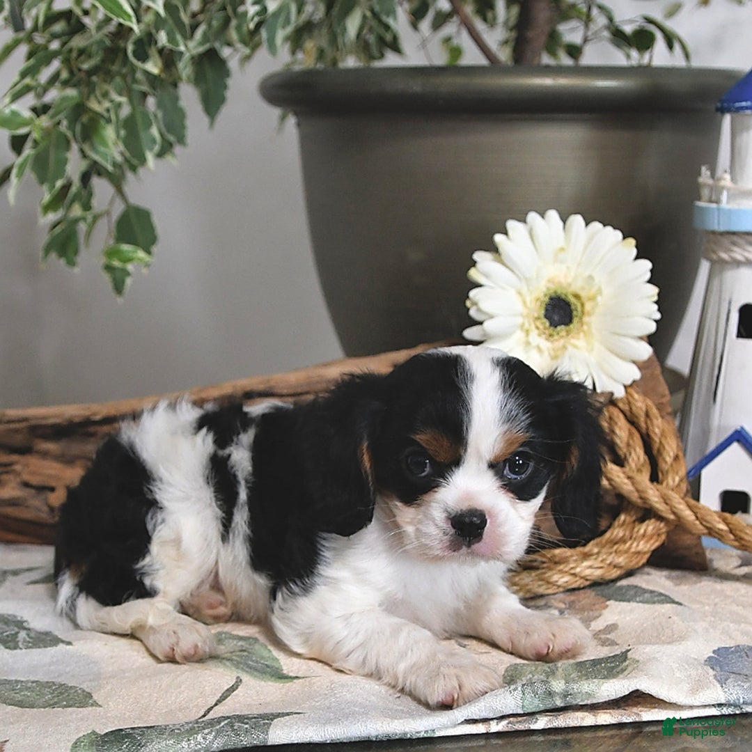 Cavalier King Charles Spaniel dogs for sale: Jace - Image 7