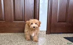 Maltipoo dogs for sale: Frankie - Image 2