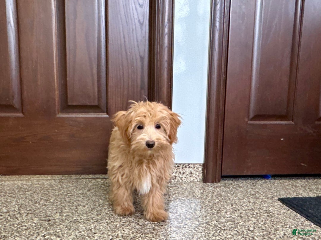Maltipoo dogs for sale: Frankie - Image 2