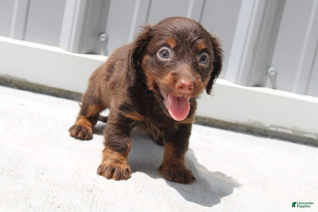 Dachshund dogs for sale: Anna Mini - Image 7