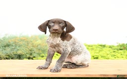 German Shorthaired Pointer dogs for sale: Jade - Image 3