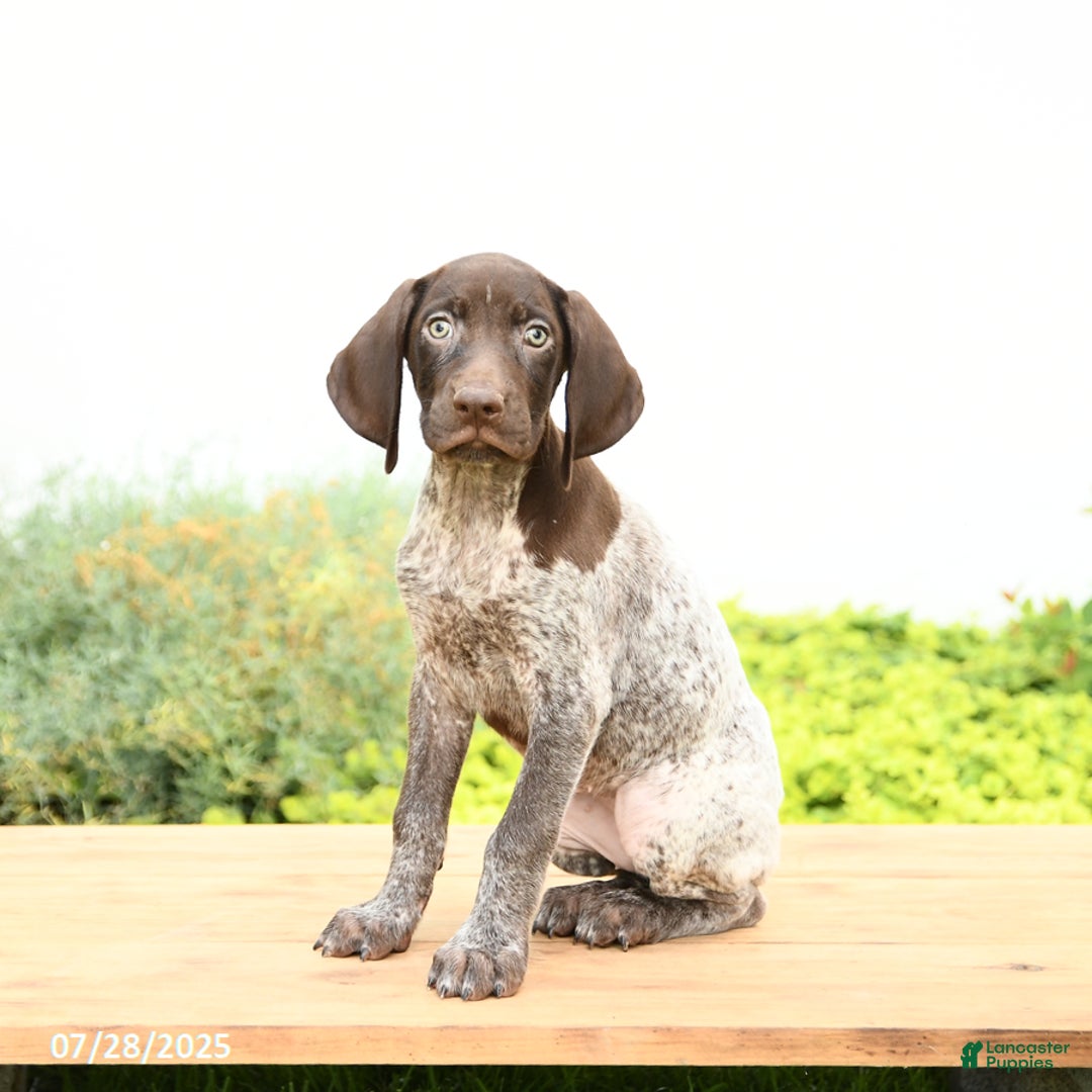 German Shorthaired Pointer dogs for sale: Jade - Image 3