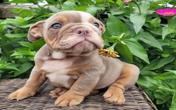 English Bulldog dogs for sale: Truffles - Image 6