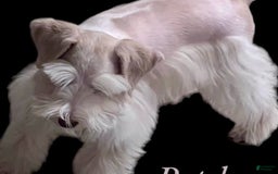 Miniature Schnauzer dogs for sale: Scarlette - Image 4