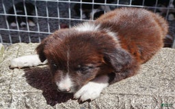 Border Collie dogs for sale: Andy - Image 4
