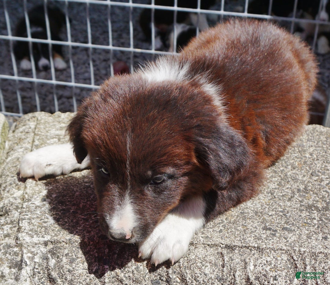 Border Collie dogs for sale: Andy - Image 4