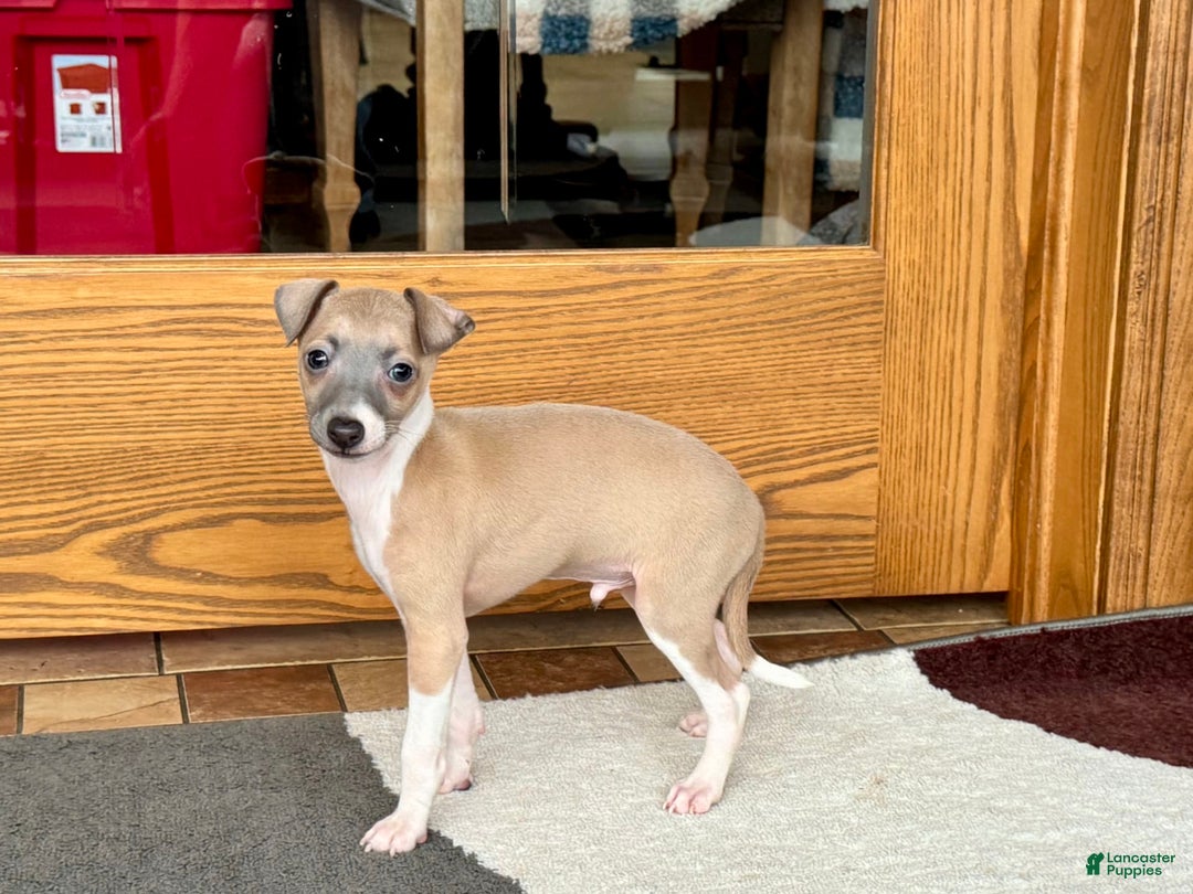 Italian Greyhound dogs for sale: Gerald - Image 19