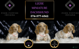 Miniature Dachshund dogs for sale: Lizzie - Image 2