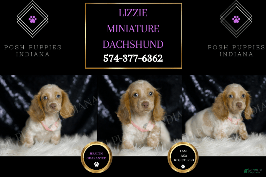 Miniature Dachshund dogs for sale: Lizzie - Image 2