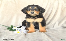 Bernese Mountain Dog dogs for sale: Slater - Image 3