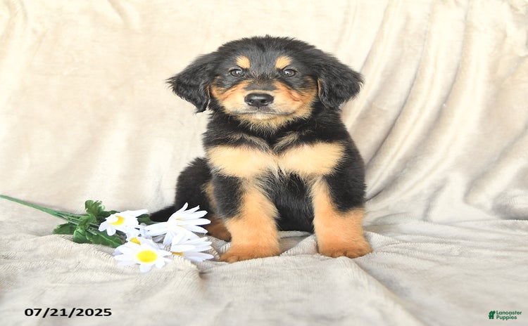 Bernese Mountain Dog dogs for sale - Ad 2