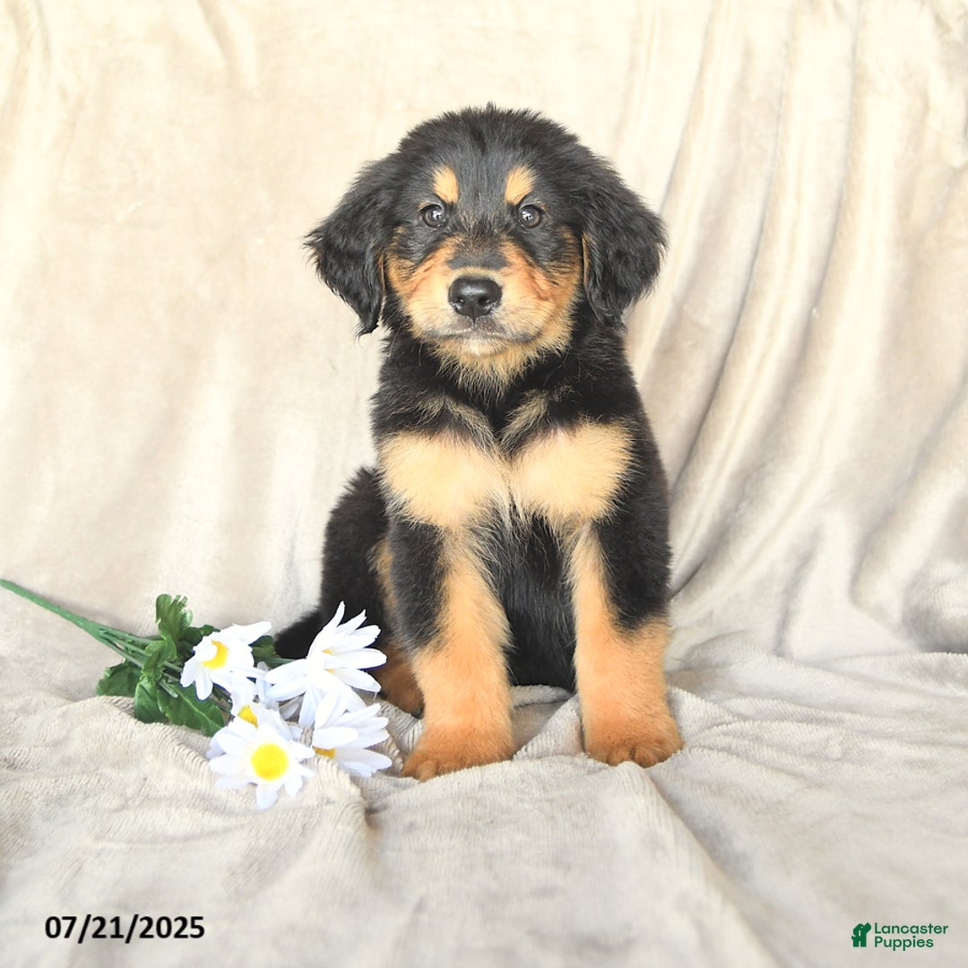 Bernese Mountain Dog dogs for sale: Slater - Image 3