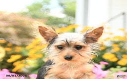 Morkie dogs for sale: Dustin - Image 5