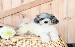 Miniature Poodle dogs for sale: Miniature Poodle 8 puppies - Image 8