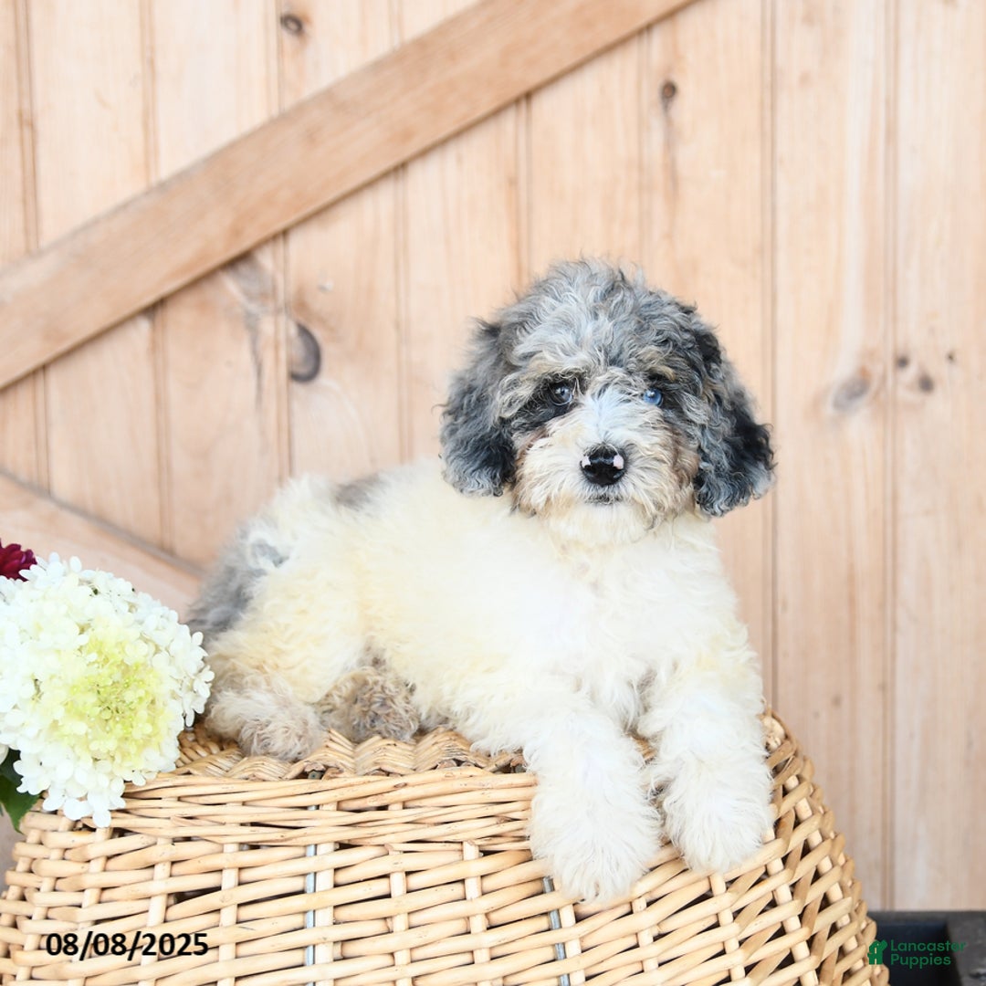 Miniature Poodle dogs for sale: Miniature Poodle 8 puppies - Image 8