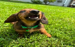 Miniature Dachshund dogs for sale: Clifford - Image 1